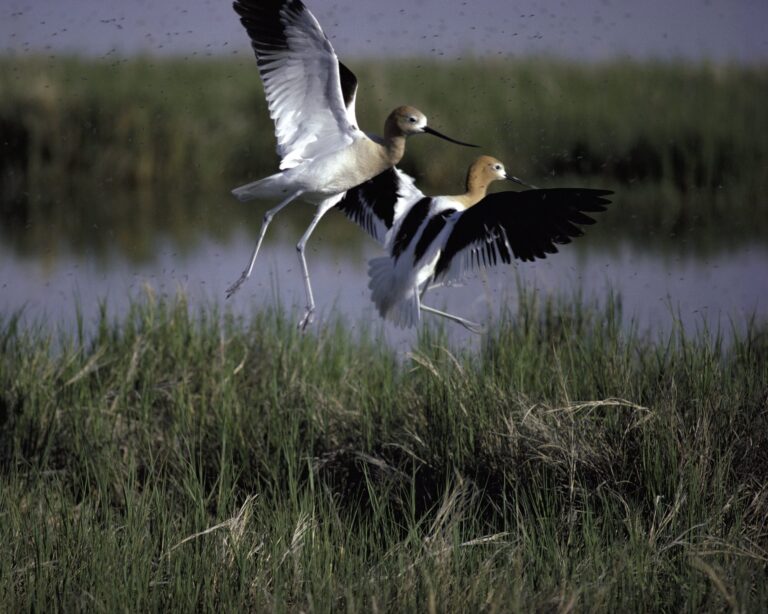American Avocet