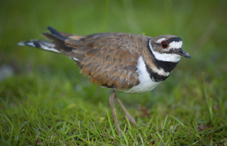 Killdeer