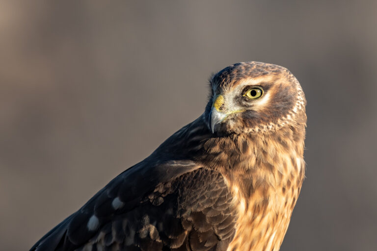Northern Harrier