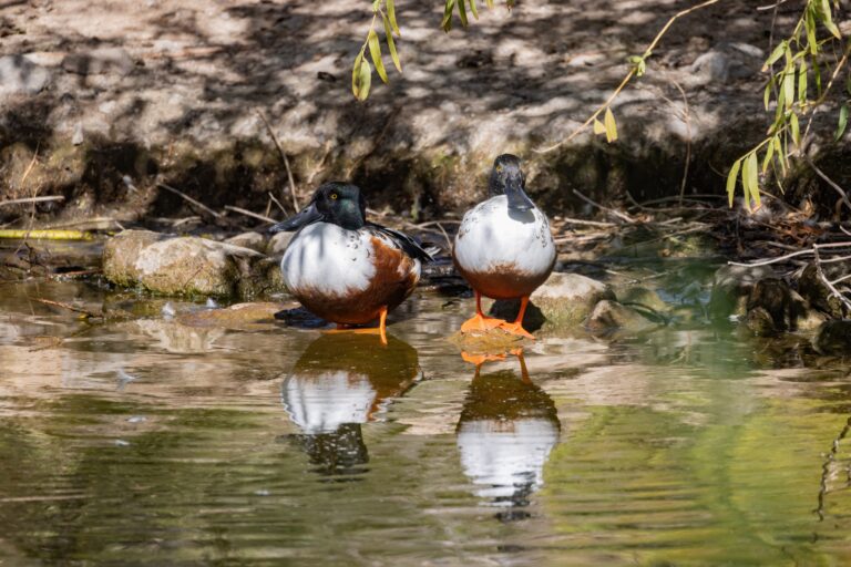Northern Shoveler