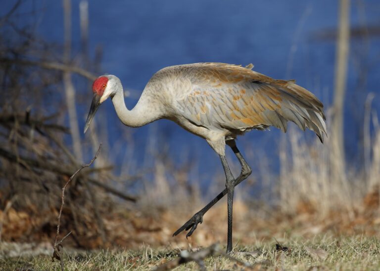 Greater Sandhill Crane