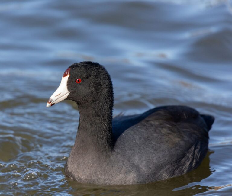 American Coot
