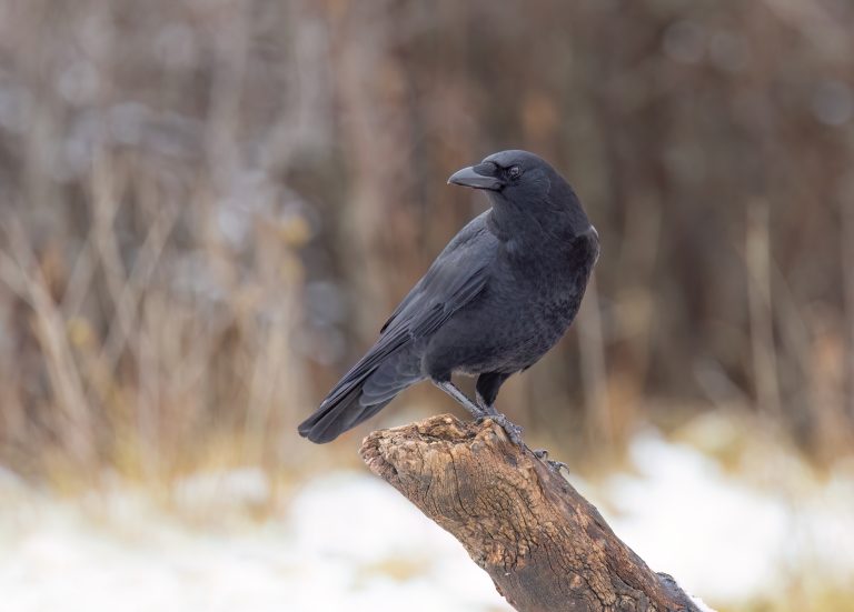 American Crow