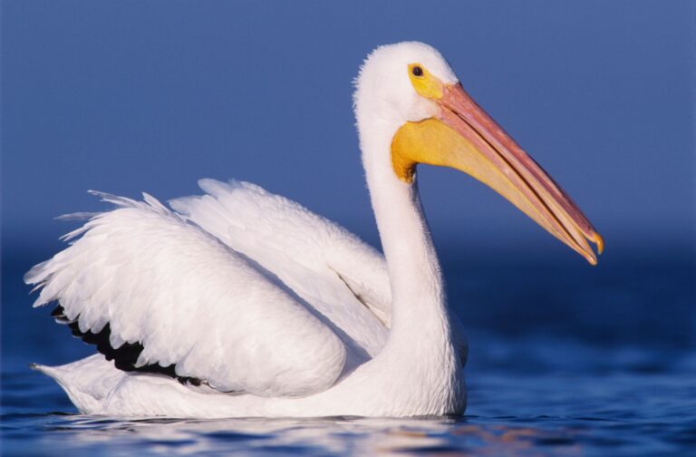 American White Pelican