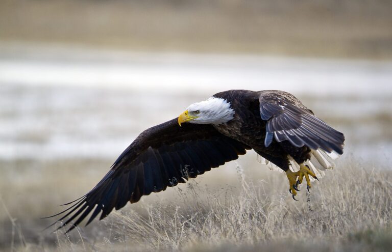Bald Eagle