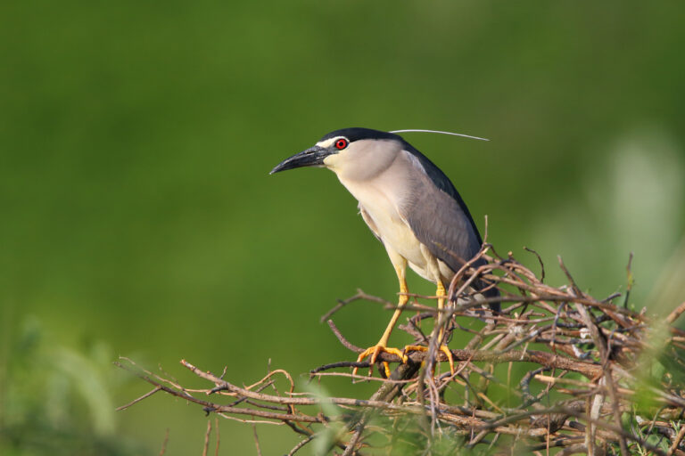 Black-crowned Night-Heron